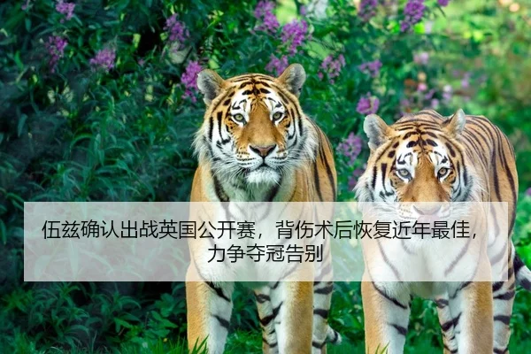 伍兹确认出战英国公开赛，背伤术后恢复近年最佳，力争夺冠告别